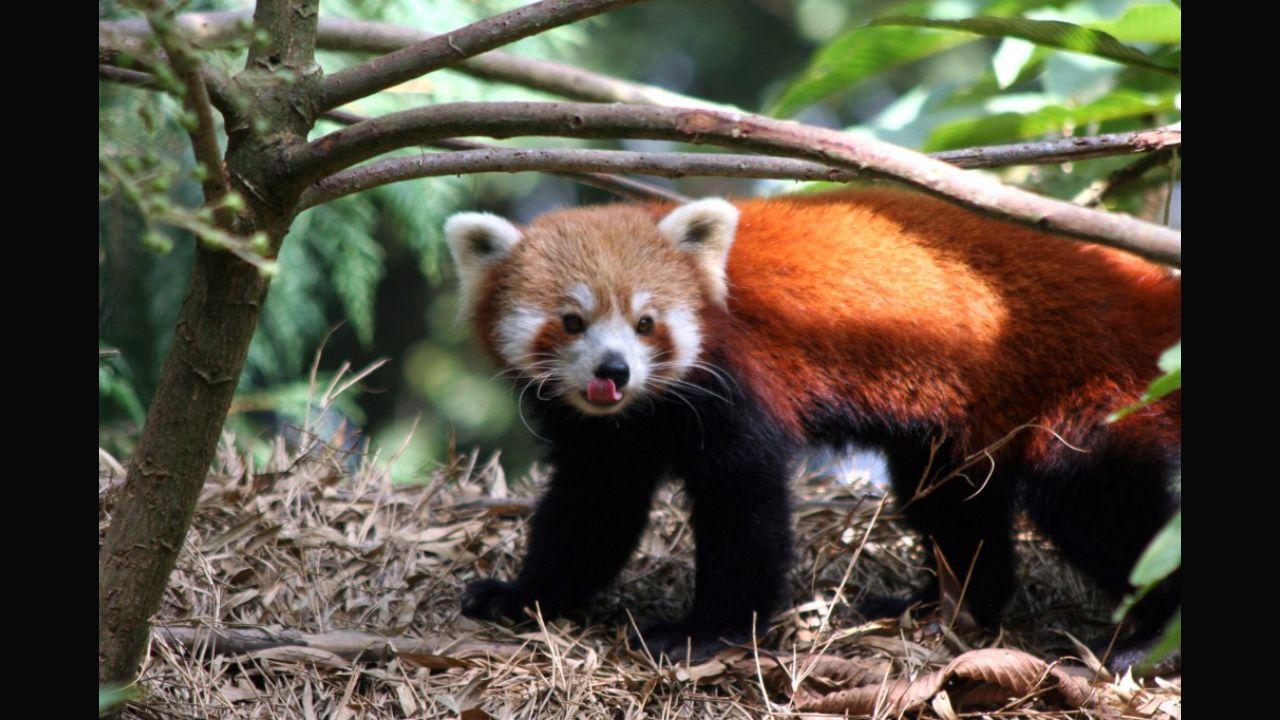 Did you know the bamboo-eating red panda is Sikkim’s state animal? Every winter, the northeastern state celebrates a Red Panda Festival. However, as of 2018, nearly 70 per cent of the red panda’s habitat in Sikkim was located outside of protected areas. Here, a male red panda rests in an open enclosure at the Padmaja Naidu Himalayan Zoological Park in Darjeeling in 2006. Photo: AFP